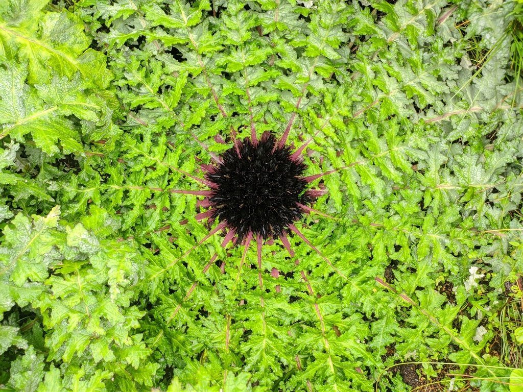 Himalayan Jurinea