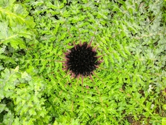 Dolomiaea macrocephala