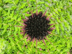 Dolomiaea macrocephala