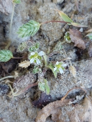 Cerastium diffusum