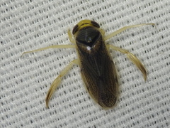 Corisella edulis