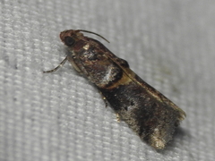 Acrobasis palliolella