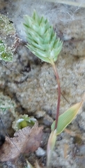 Phleum arenarium