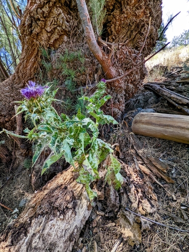 Silybum marianum