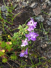 Primula primulina