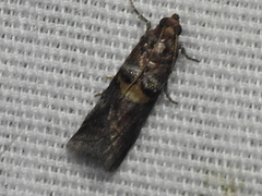 Acrobasis palliolella