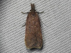 Dichomeris ventrellus