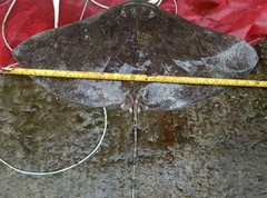 Gymnura poecilura
