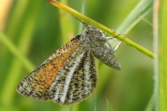 Isturgia limbaria