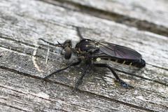 Cyrtopogon lateralis