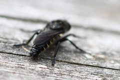 Cyrtopogon lateralis