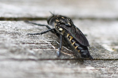 Cyrtopogon lateralis