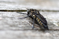 Cyrtopogon lateralis