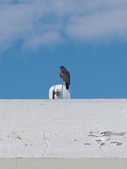 Parabuteo unicinctus