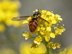 Chrysotoxum triarcuatum