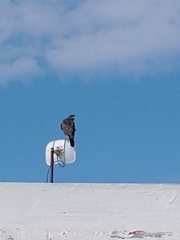 Parabuteo unicinctus