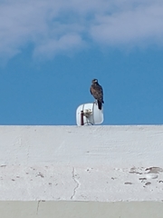 Parabuteo unicinctus