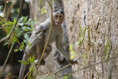 Macaca radiata