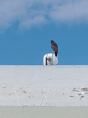 Parabuteo unicinctus