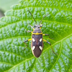 Acinocoris