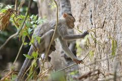 Macaca radiata