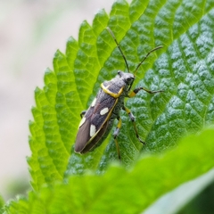 Acinocoris