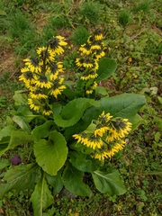 Cremanthodium arnicoides