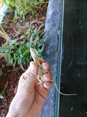 Anolis aeneus