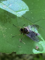 Chrysopilus velutinus