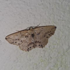 Isochromodes bellona