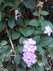 Lantana rugosa