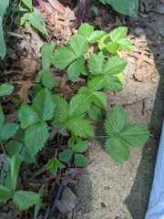 Fragaria vesca