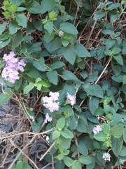 Lantana rugosa