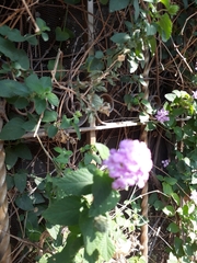 Lantana rugosa