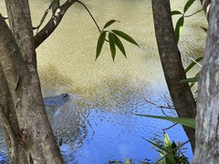 Trichechus manatus latirostris