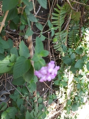 Lantana rugosa