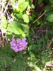Lantana rugosa