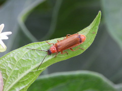 Rhagonycha nigriceps