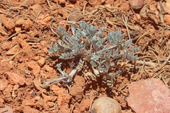 Astragalus newberryi castoreus