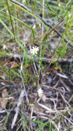 awnless leastdaisy (Chaetopappa imberbis)