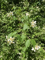 Philadelphus inodorus