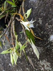 Dendrobium longicornu