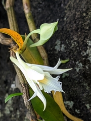 Dendrobium longicornu