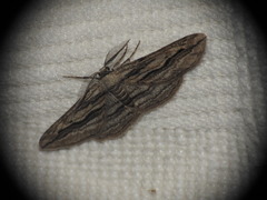 Ecleora solieraria