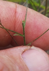 Chaetopappa imberbis