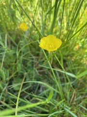 Ranunculus acris acris