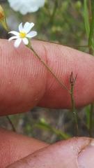 Chaetopappa imberbis