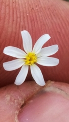 Chaetopappa imberbis