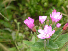 Epilobium ciliatum watsonii