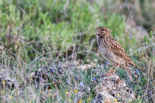 Dupont's Lark, Segovia, ES-CL, ES, photo 9 of 10